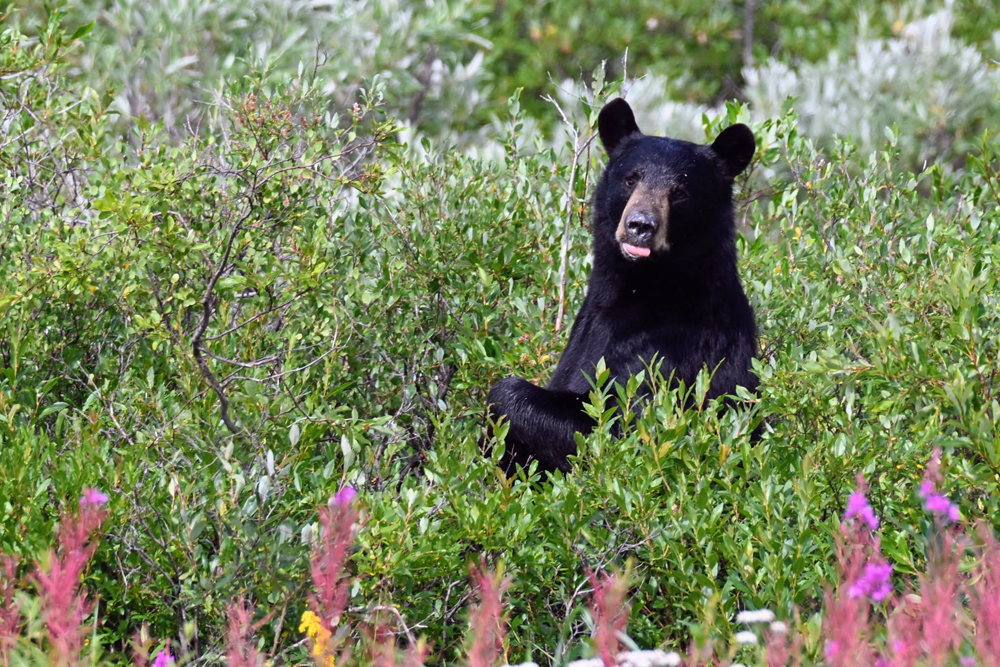 Black bear in the willows at Nanuk Polar Bear Lodge. Marc Weinberg photo.