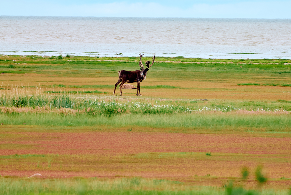 Caribou on the flats at Nanuk Polar Bear Lodge. Jesus Martinez photo.