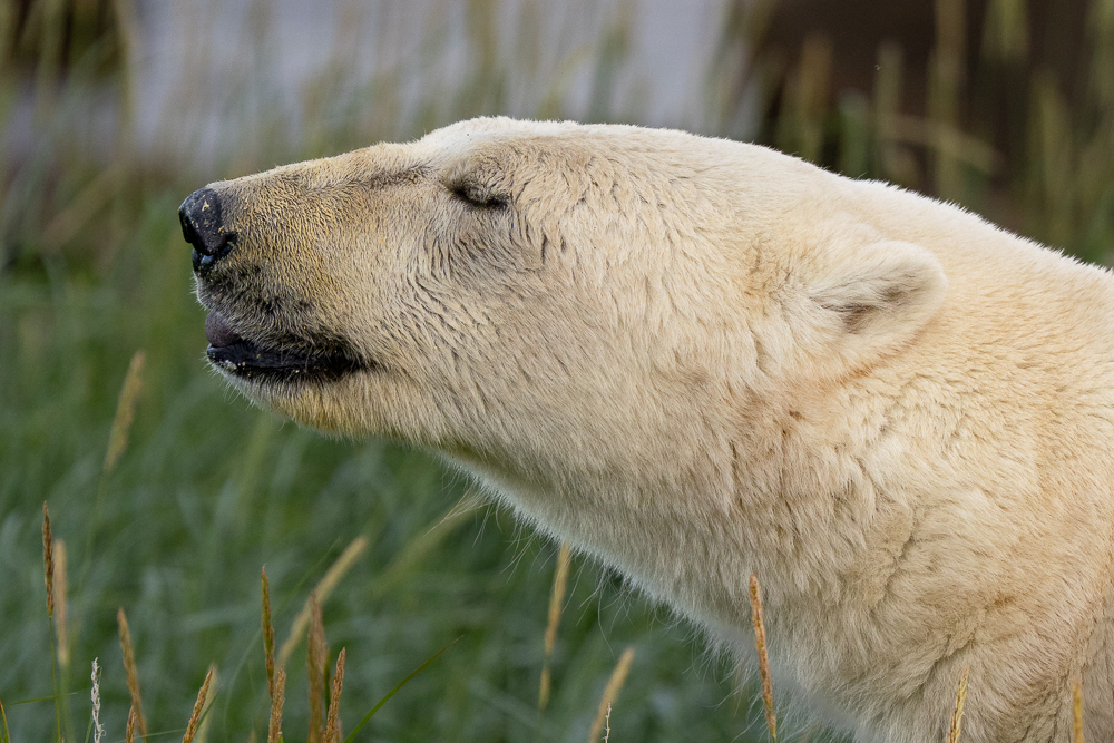 Content polar bear at Seal River Heritage Lodge. Ethical wildlife viewing doesn't bother the bears. Erin Sobon photo.