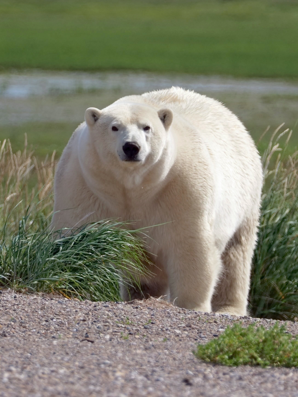 Fat bear competitor at Nanuk. Jesus Martinez photo.