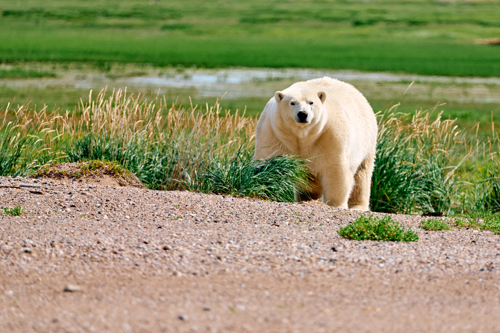 Fat polar bear in the beach grass. Nanuk Polar Bear Lodge. Jesus Martinez photo.