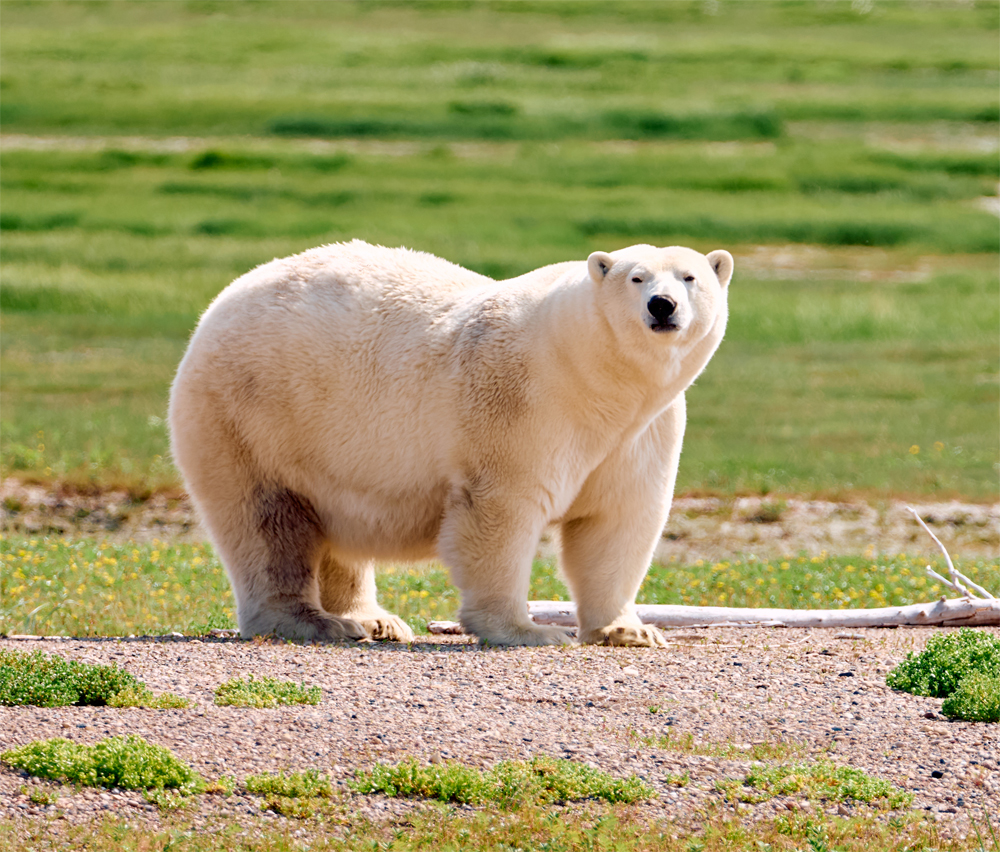 Contender for the fat bear contest. Nanuk Polar Bear Lodge. Jesus Martinez photo.