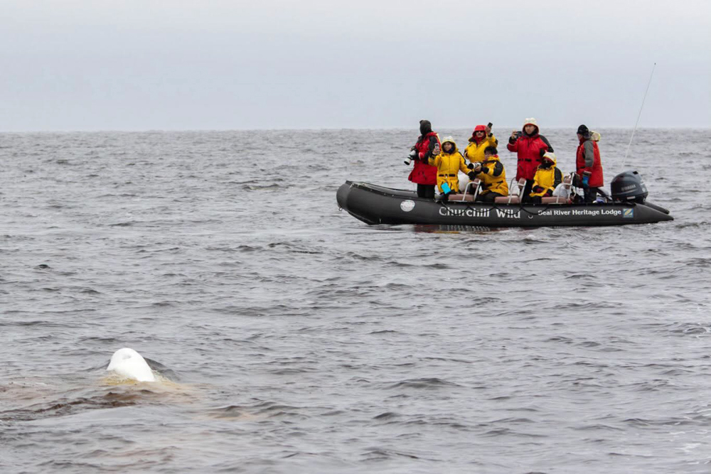 Guests observing beluga whales at Seal River Heritage Lodge. Scott Sugarbaker photo.