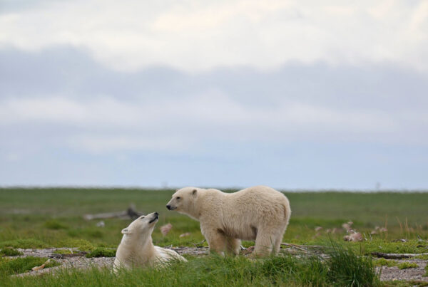 Silent conversation between polar bear mom and cub on the beach at Nanuk Polar Bear Lodge.