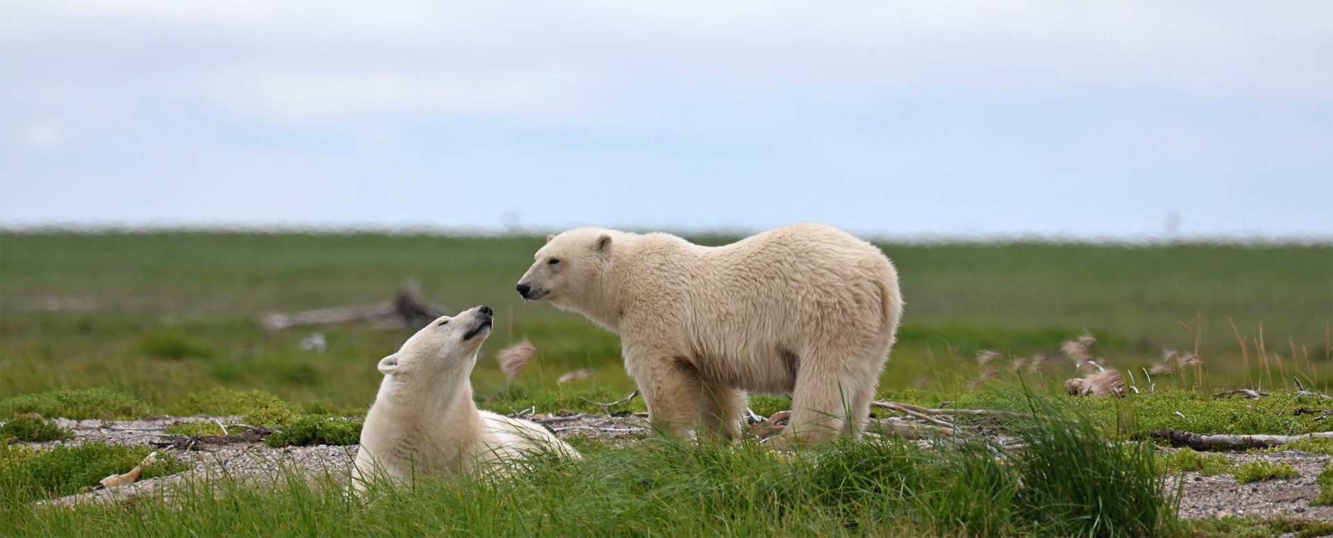 Bears, Belugas and Borealis: A Big August at Seal River and Nanuk