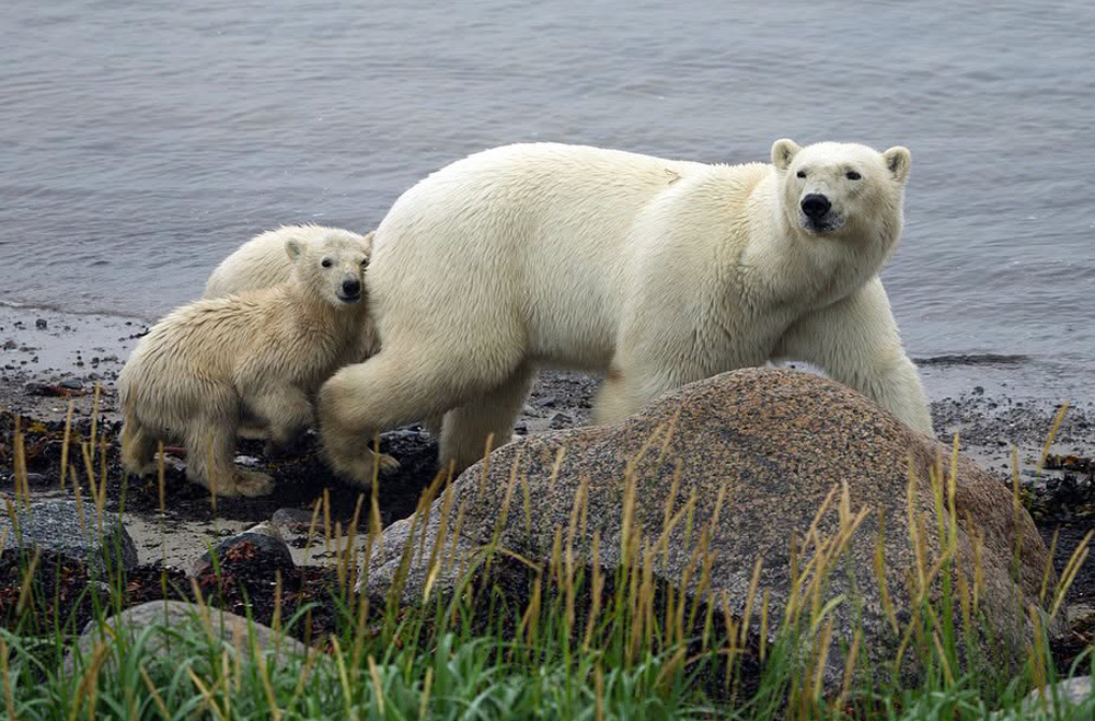 Mom and cubs walking along the shoreline at Seal River Heritage Lodge. Phil Davis photo.