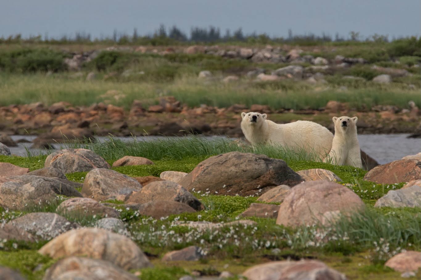 Mom and cubs in the rock at Seal River Heritage Lodge. Scott Sugarbaker photo.