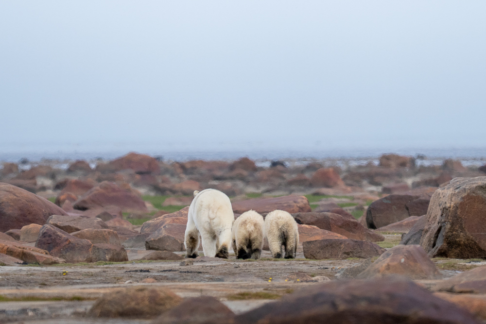 Muddy polar bear mom and cubs heading back to Hudson Bay at Seal River Heritage Lodge. Erin Sobon photo.