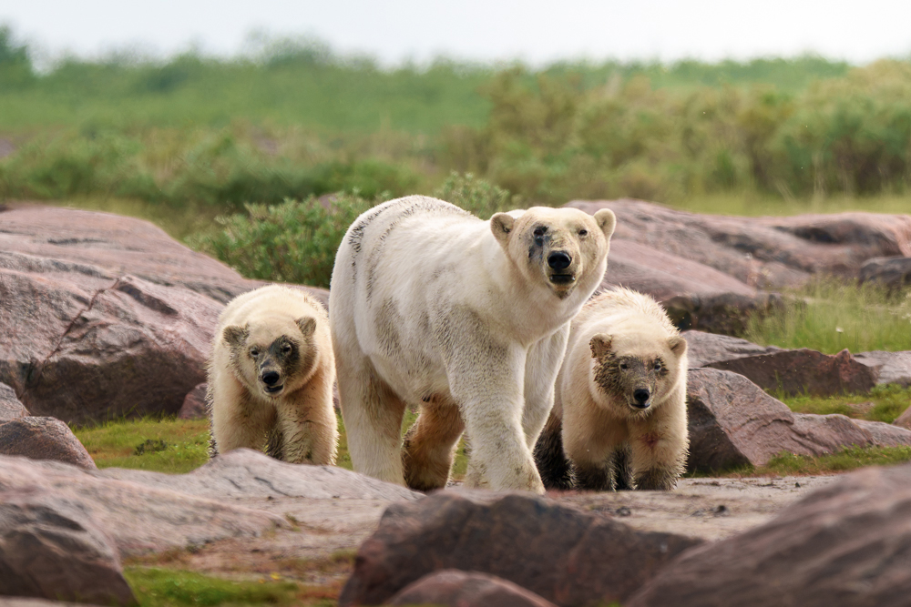 Muddy polar bear mom and cubs. Seal River Heritage Lodge. Erin Sobon photo.