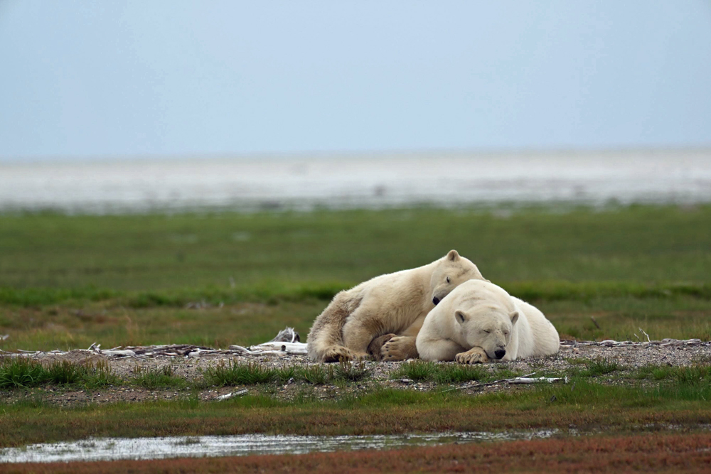 Polar bear cub napping on mom at Nanuk Polar Bear Lodge. Marc Weinberg photo.
