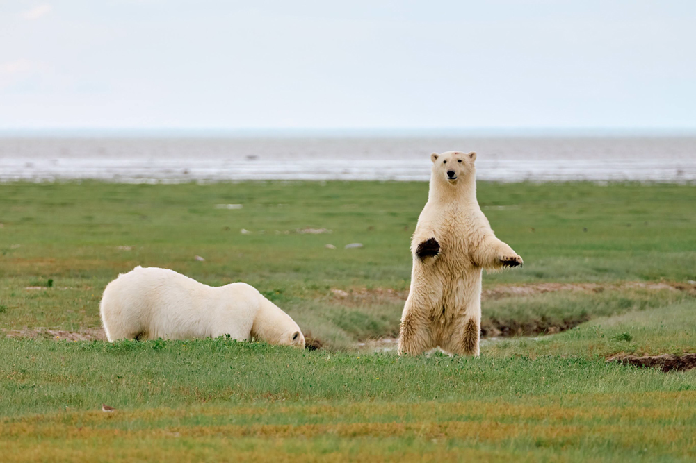 Polar bear cub standing to observe guests at Nanuk Polar Bear Lodge. Jesus Martinez photo.