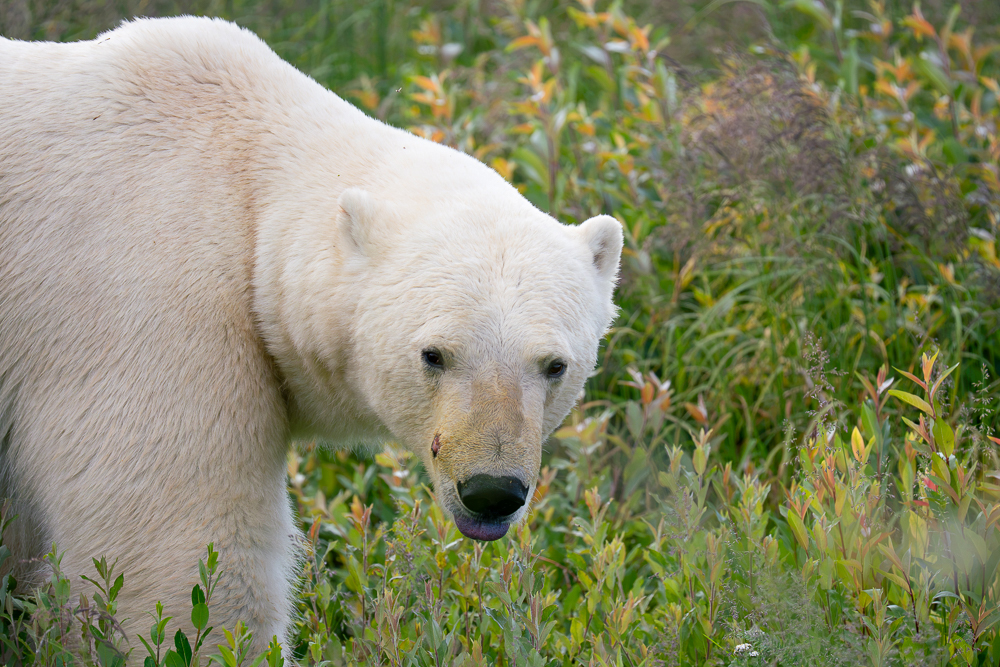 Polar bear meandering through the flowers at Seal River Heritage Lodge. Erin Sobon photo.