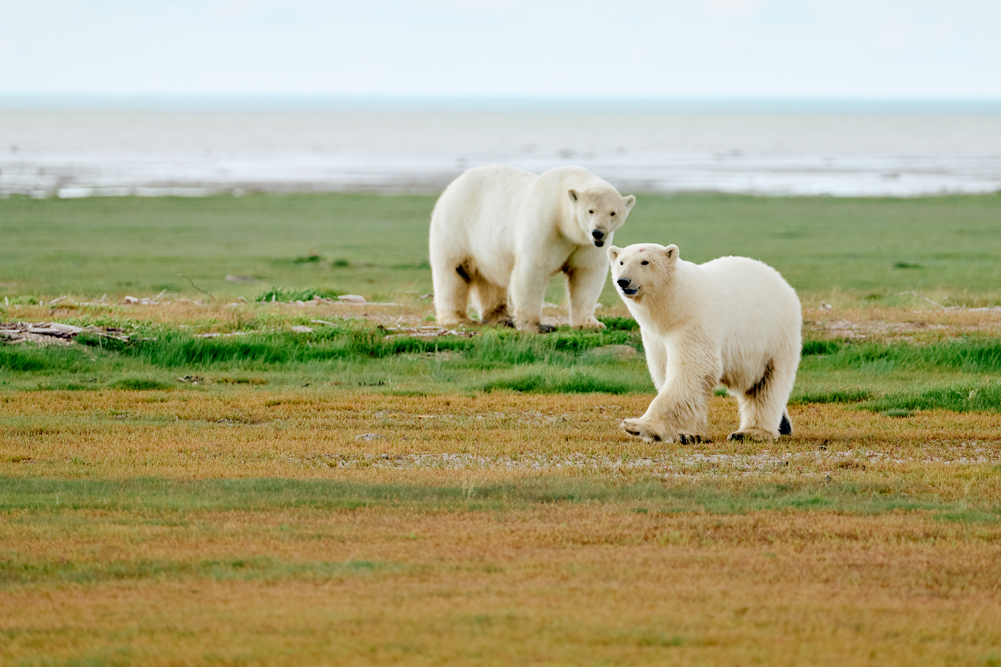 Polar bear cub on the move at Nanuk Polar Bear Lodge. Jesus Martinez photo.