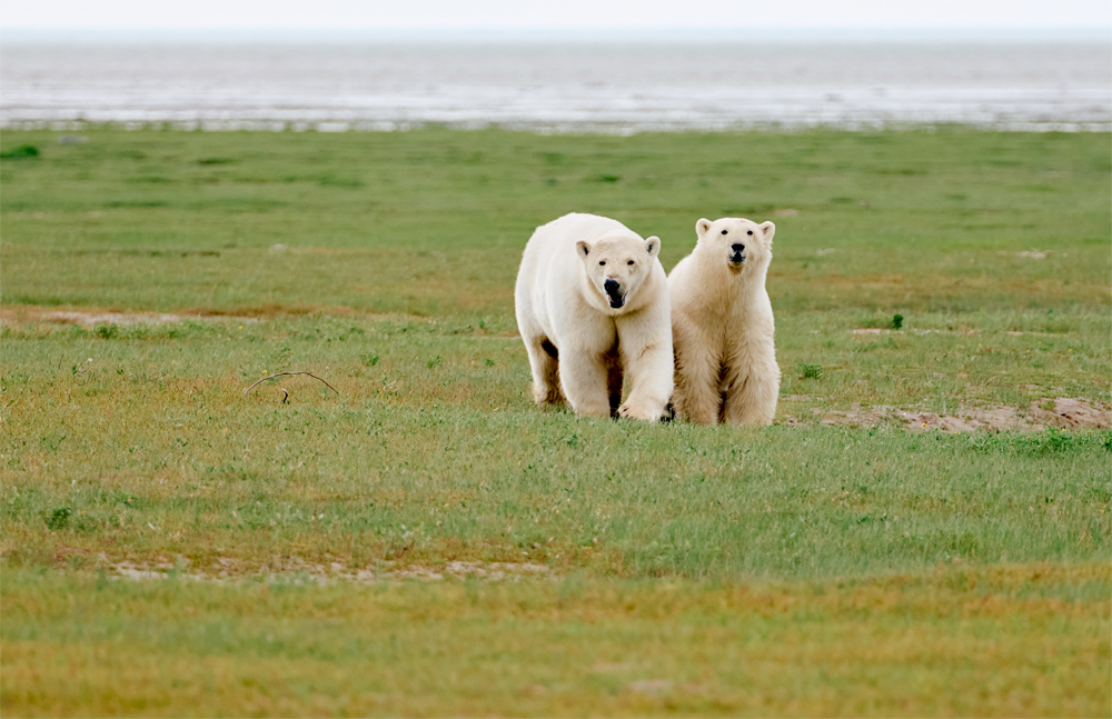 Polar bear cub with mom at Nanuk Polar Bear Lodge. Jesus Martinez photo.