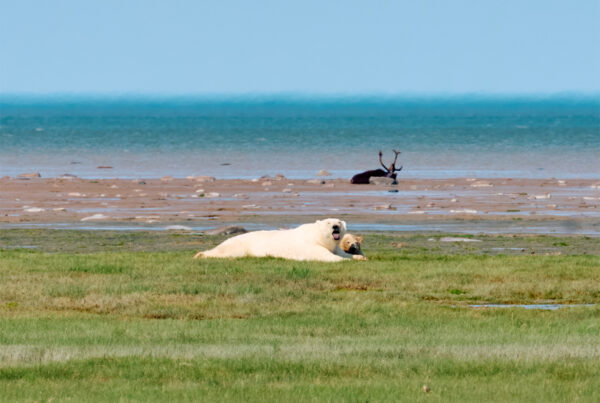 Polar bear mom and cub with live caribou on the beach at Nanuk Polar Bear Lodge.