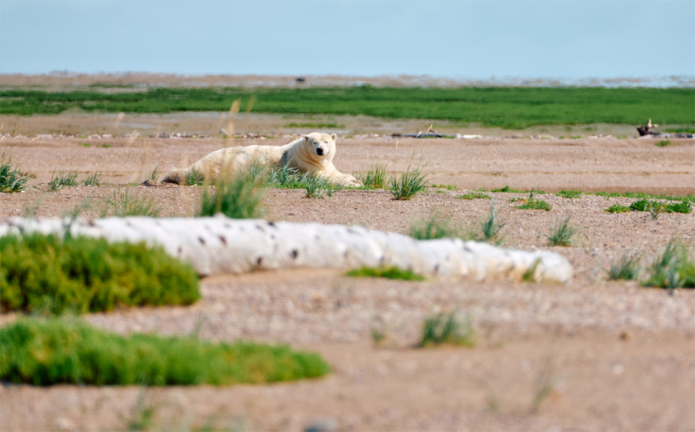 Polar bear relaxing on the beach at Nanuk Polar Bear Lodge. Jesus Martinez photo.