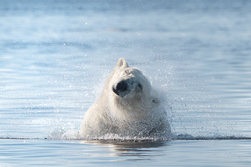 Polar bear shaking off water while on the way to visit Seal River Heritage Lodge. Erin Sobon photo.