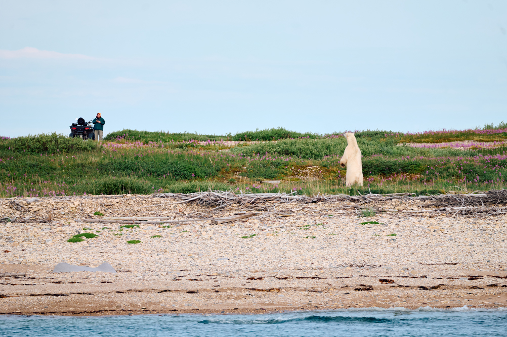 As seen from the Zodiac. Polar bear standing and watching a bear guard in Churchill. Jesus Martinez photo.