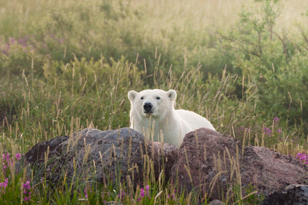 Polar bear watching guests from behind a rock at Seal River Heritage Lodge. Erin Sobon photo.