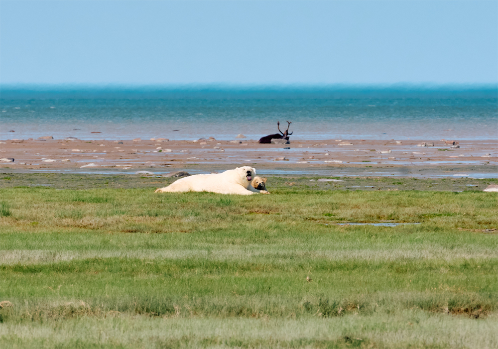 Rare shot of a polar bear mother and cub with a caribou in the background. Nanuk Polar Bear Lodge. Jesus Martinez photo.