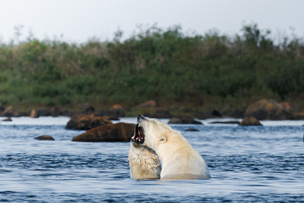 Polar bears playing in the water at Seal River Heritage Lodge. Erin Sobon photo.