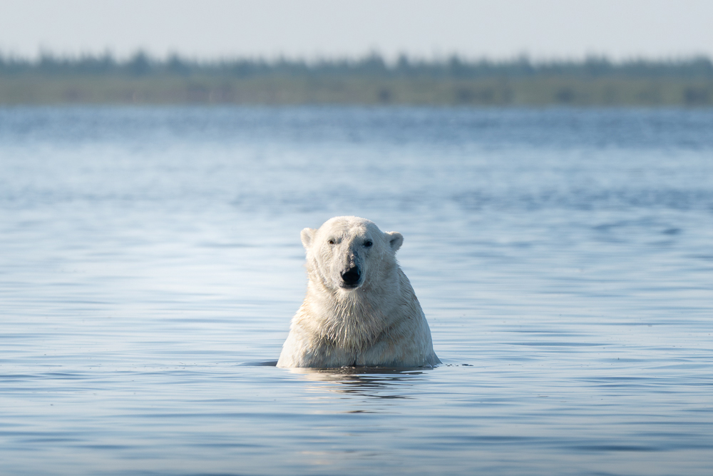 Polar bear cooling off in Hudson Bay at Seal River Heritage Lodge. Erin Sobon photo.