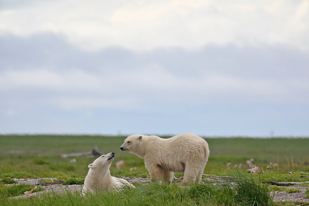 Polar bear cub talking to mom. Nanuk Polar Bear Lodge. Marc Weinberg photo.