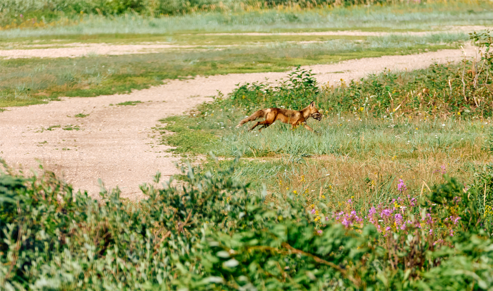 Punctual red fox on the move with prey at Nanuk Polar Bear Lodge. Jesus Martinez photo.