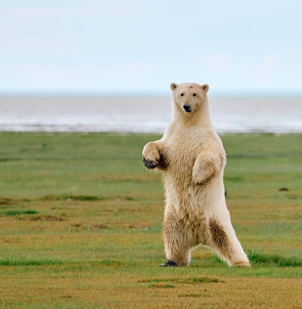 Tough guy polar bear cub. Nanuk Polar Bear Lodge. Jesus Martinez photo.