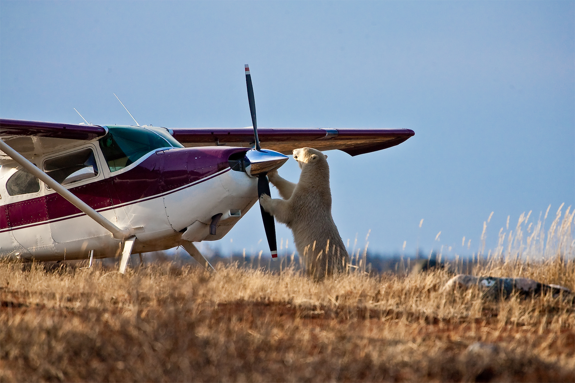 Pilot and bear. Richard Voliva photo.