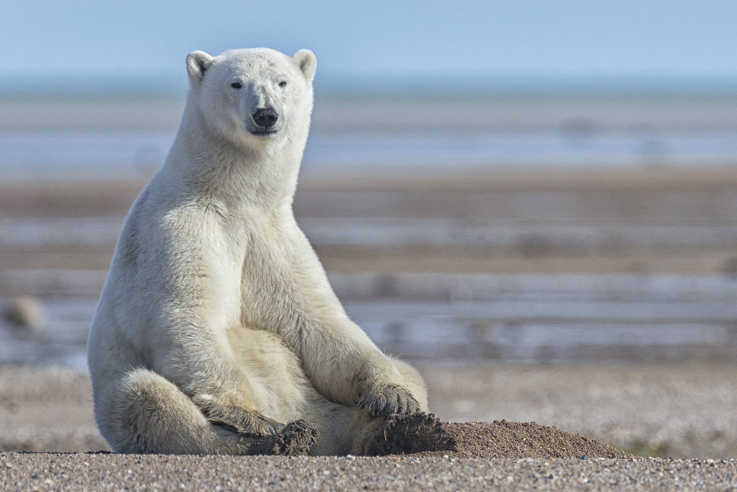 Polar bear sitting on the coast. Nanuk Lodge. Robert Postma.