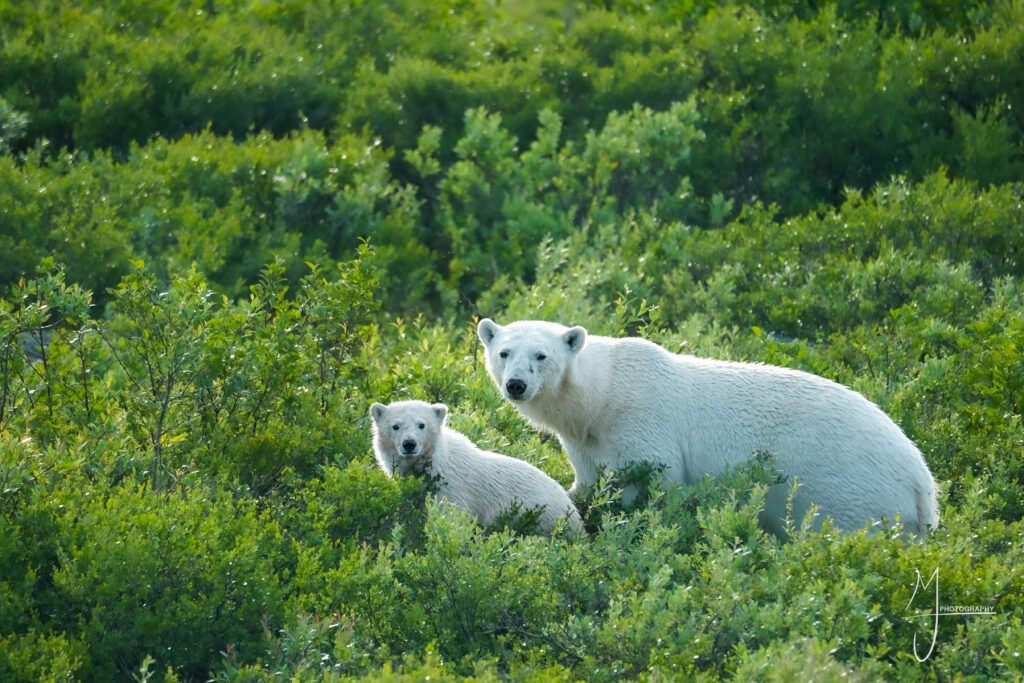Polar bear mom and cub standing in willows. Seal River Lodge. Johnny Berg photo.