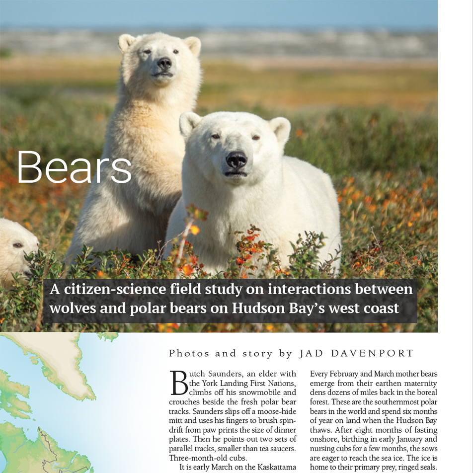 International-Wolf-Gray-Wolves-White-Bears-Jad
