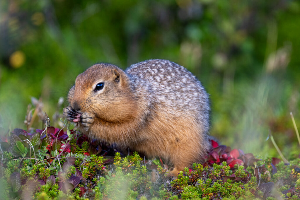 Sik Sik eating berries. Seal River Heritage Lodge. Yiping.