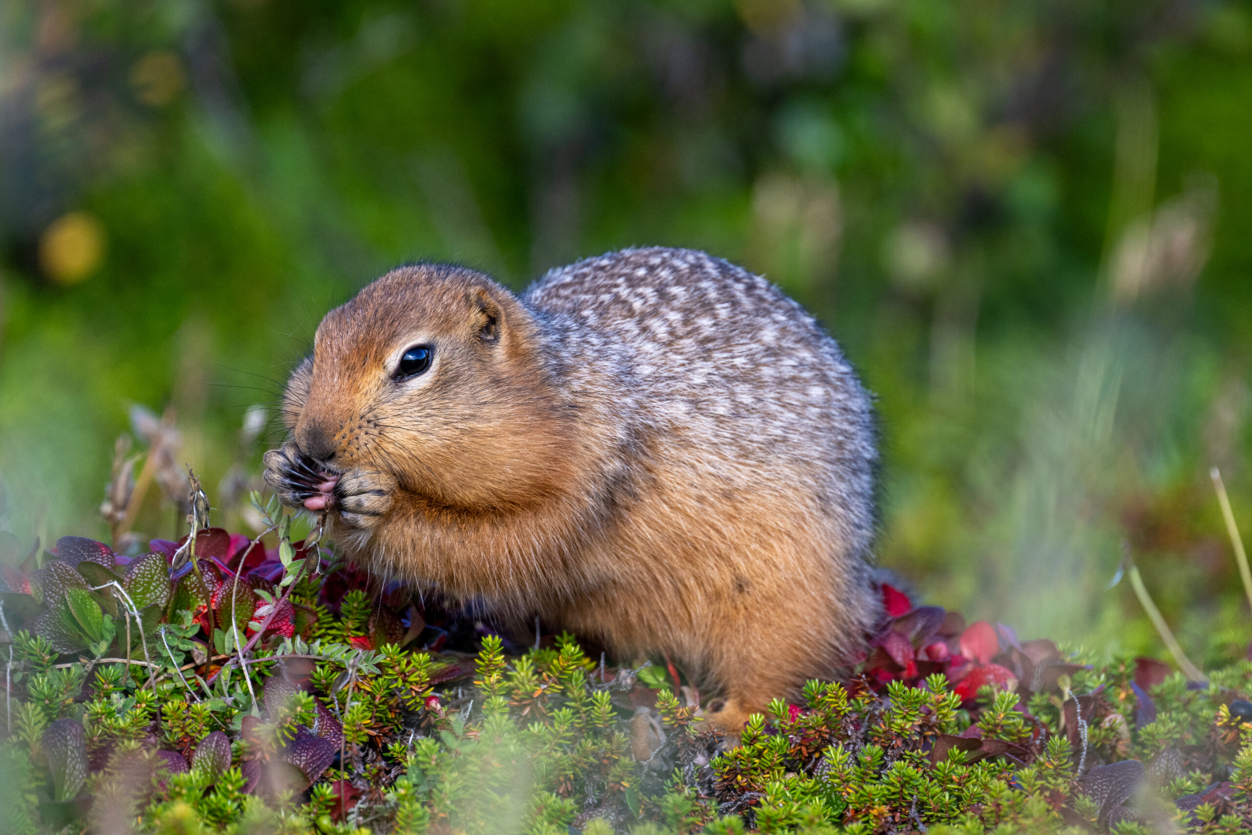 Sik Sik eating berries. Seal River Heritage Lodge. Yiping.