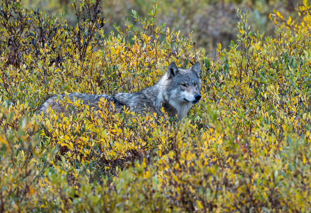 Cloud wolf in the willows. Fall colours at Nanuk Polar Bear Lodge. Sarah Skinner photo.
