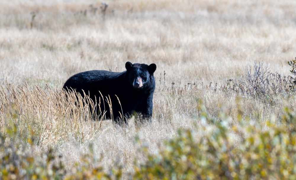 Black bear waiting to greet guests at Nanuk Polar Bear Lodge. Sarah Skinner photo.