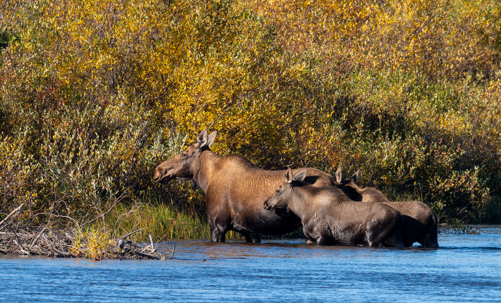 Moose calves with mom on the riverbank. Nanuk Polar Bear Lodge. Sarah Skinner photo.