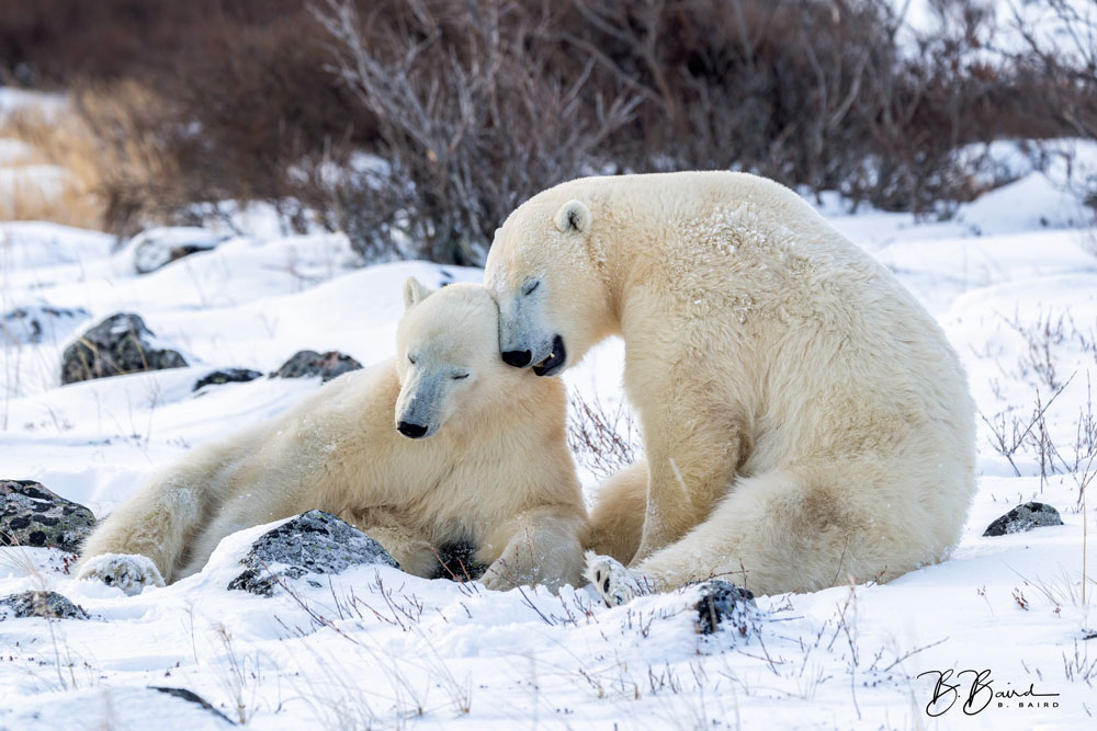 Polar bears sharing an affectionate moment at Seal River Heritage Lodge. Bobbie Baird photo.