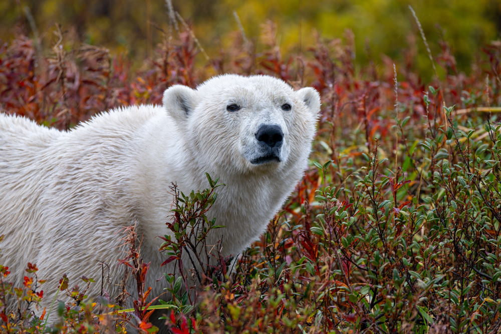 Polar bear in red foliage. Nanuk Polar Bear Lodge. Sarah Skinner photo.