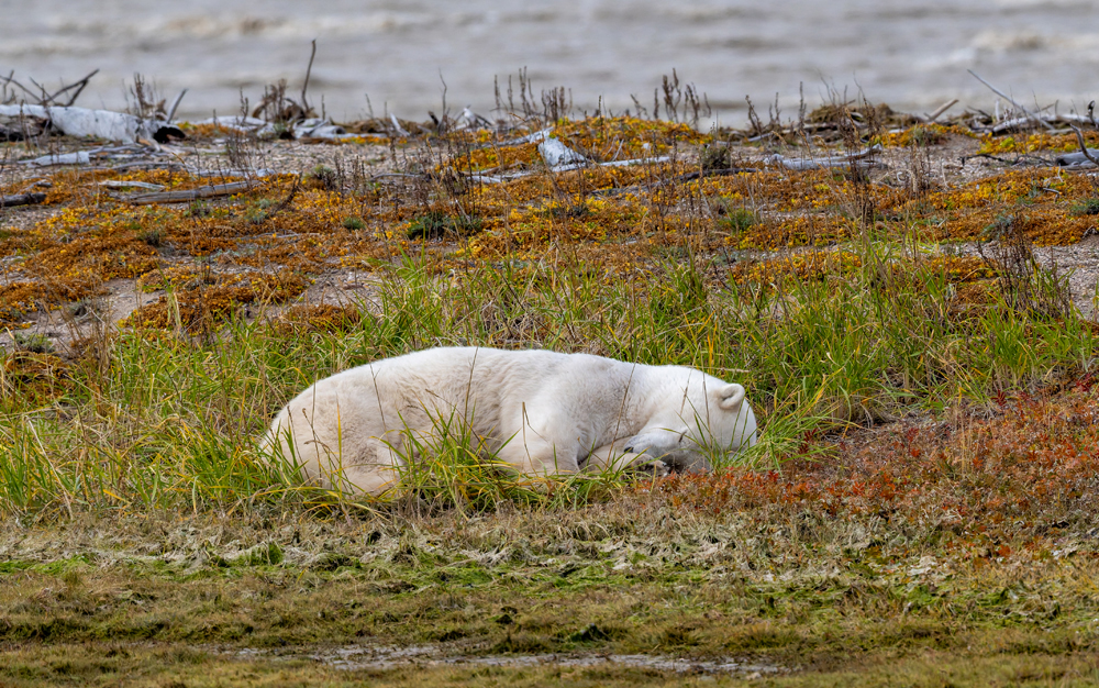 Polar bear napping on a beach ridge in fall colours at Nanuk Polar Bear Lodge. Sarah Skinner photo.