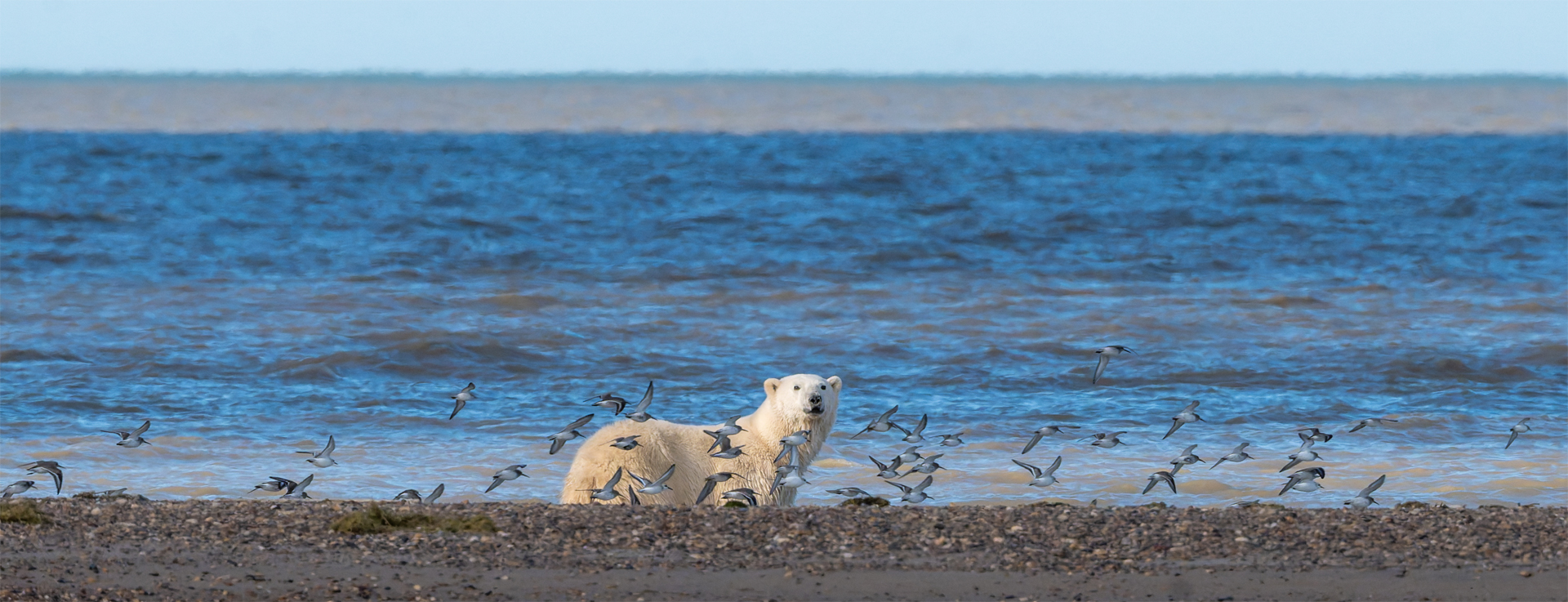 Retirement Gift to Nanuk Polar Bear Lodge “Better Than I Could Have Imagined”