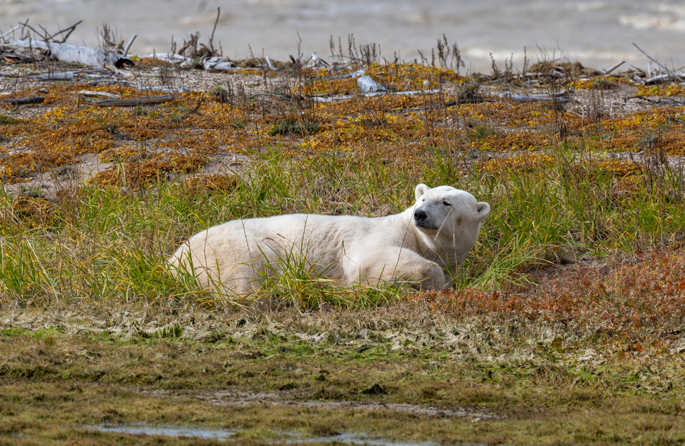 Polar bear checking out passing guests. Nanuk Polar Bear Lodge. Sarah Skinner photo.