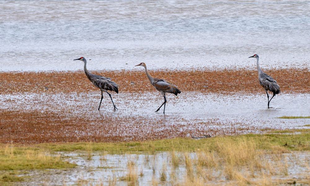 Sandhill cranes. Nanuk Polar Bear Lodge. Sarah Skinner photo.