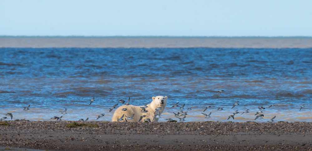 Polar bear surrounded by sandpipers on the Hudson Bay coast. Nanuk Polar Bear Lodge. Sarah Skinner photo.