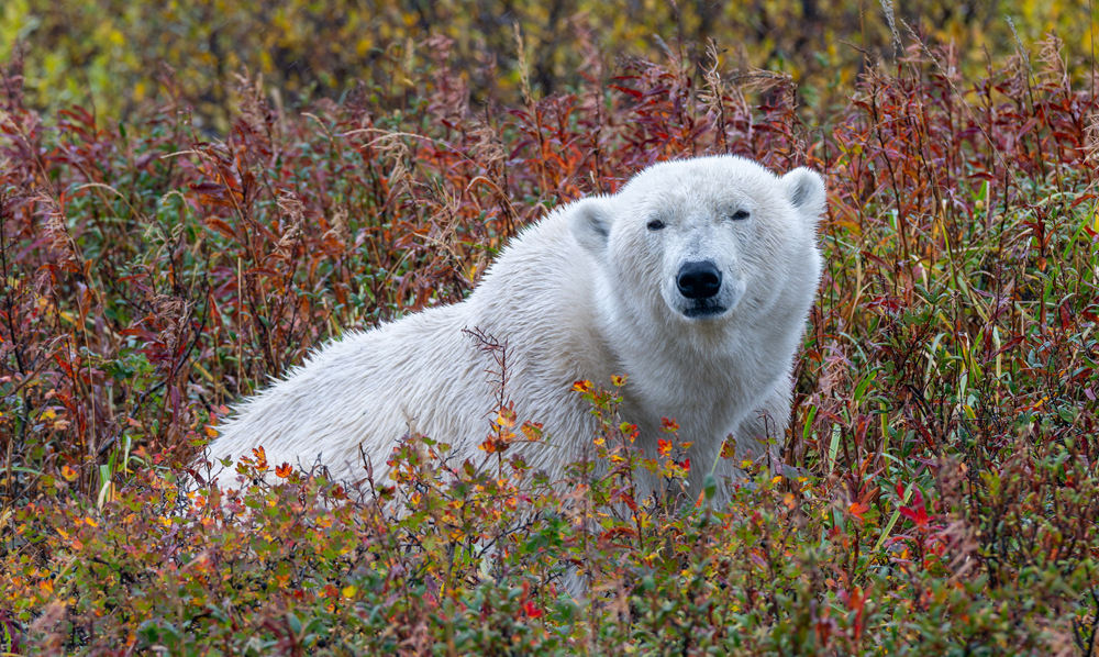 Polar bear pops up in fall colours. Nanuk Polar Bear Lodge. Sarah Skinner photo.