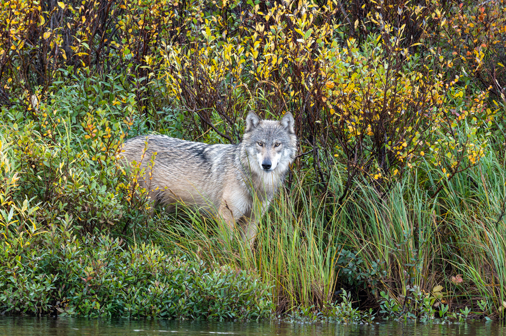 Beautiful gray wolf on the riverbank at Nanuk Polar Bear Lodge. Sarah Skinner photo.