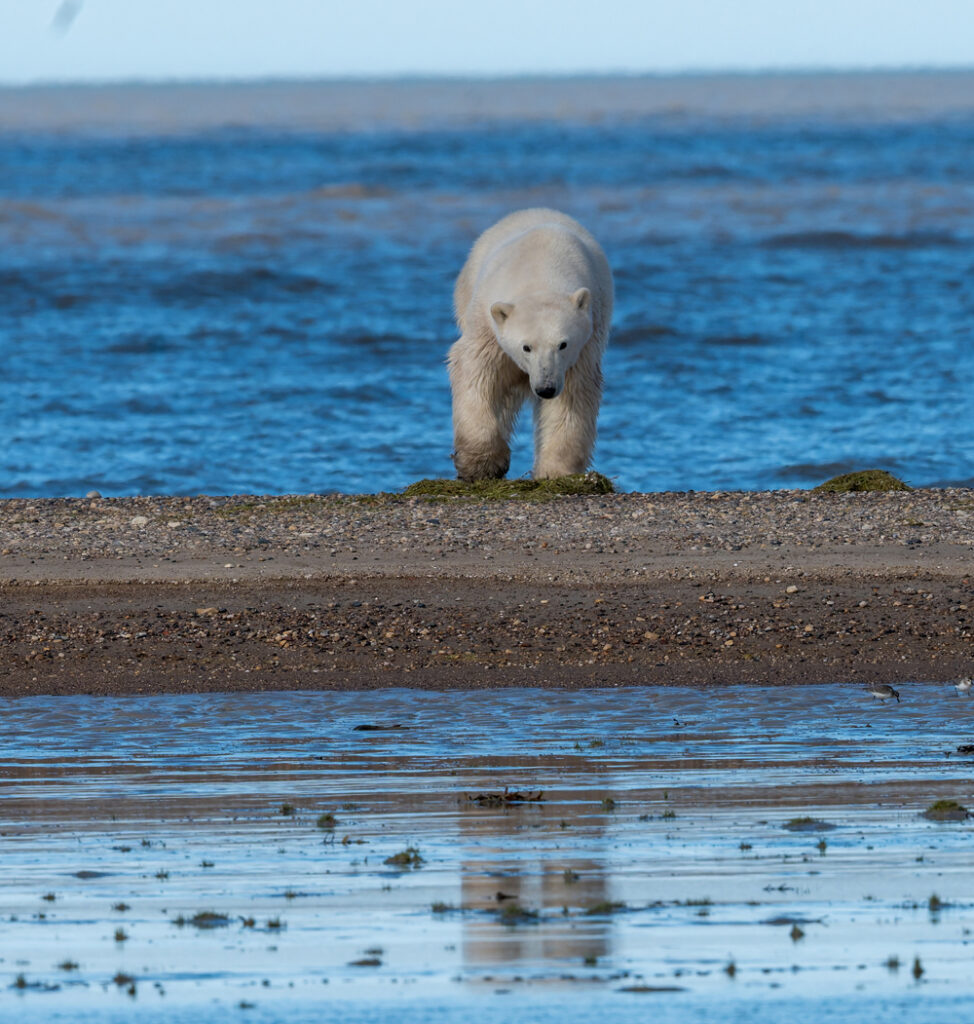 Young polar bear on the beach at Nanuk Polar Bear Lodge heading toward guests. Sarah Skinner photo.