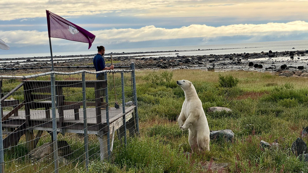 Conversation with a standing polar bear. Seal River Heritage Lodge. B Z photo.