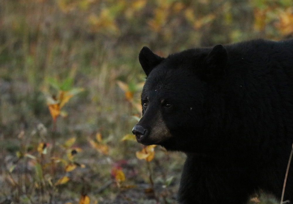 Black bear in fall colours at Nanuk Polar Bear Lodge. George Hoehn photo.